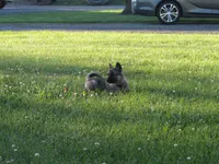 Karma, a female German Shepherd Dog and Siberian Husky for sale in Owen, WI – 4 of 6