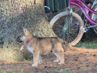 Dambi, a male German Shepherd Dog and Siberian Husky for sale in Owen, WI – 3 of 8