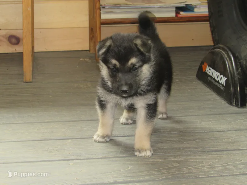Dexon – German Shepherd Dog, Siberian Husky puppy for sale in Owen, WI