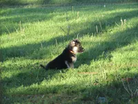 Konnie, a female German Shepherd Dog and Siberian Husky for sale in Owen, WI – 8 of 8