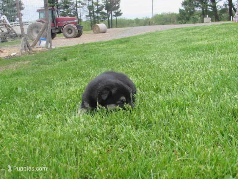 Kassie – German Shepherd Dog, Siberian Husky puppy for sale in Owen, WI