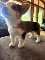 Feisty , a male Cardigan Welsh Corgi and Miniature Australian Shepherd for sale in Cumberland City, TN – Photo 2 of 2