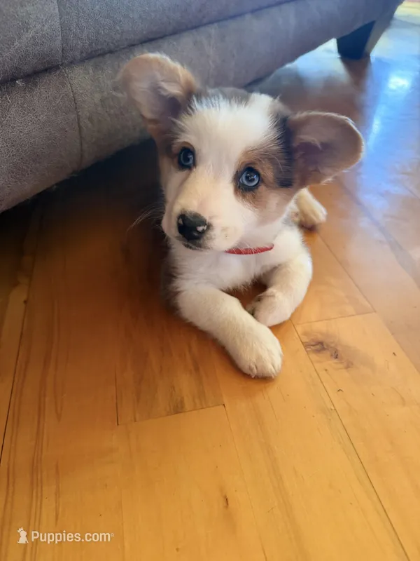 Feisty  – Cardigan Welsh Corgi, Miniature Australian Shepherd puppy for sale in Cumberland City, TN
