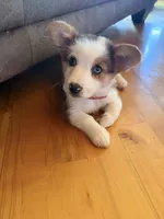 Feisty , a male Cardigan Welsh Corgi and Miniature Australian Shepherd for sale in Cumberland City, TN – Photo 1 of 2