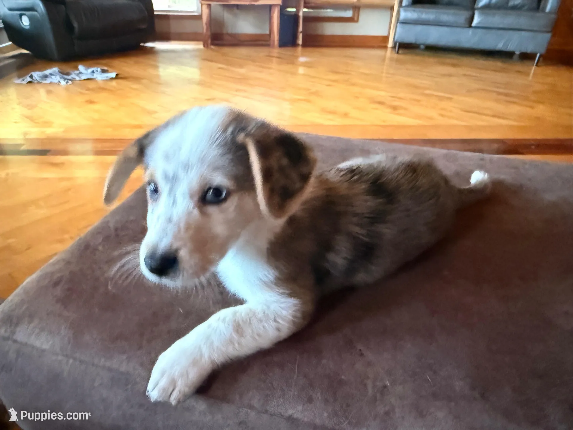Peter, a male Cardigan Welsh Corgi and Miniature Australian Shepherd for sale in Cumberland City, TN – Photo 1 of 3
