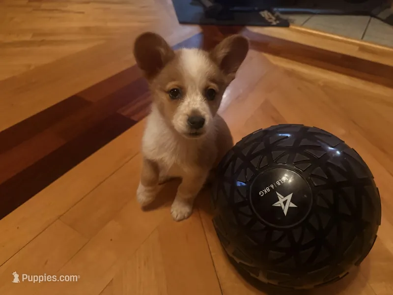 Rocky – Cardigan Welsh Corgi, Miniature Australian Shepherd puppy for sale in Cumberland City, TN