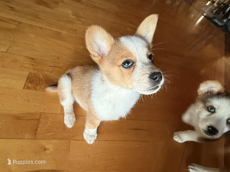 Rocky – Cardigan Welsh Corgi, Miniature Australian Shepherd puppy for sale in Cumberland City, TN