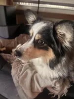 Bella, a female Miniature Australian Shepherd for sale in Cumberland City, TN – Photo 1 of 3