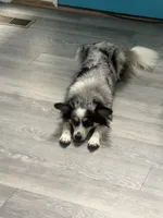 Bella, a female Miniature Australian Shepherd for sale in Cumberland City, TN – Photo 3 of 3