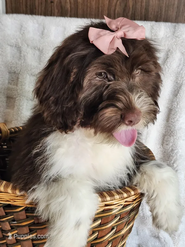 Belle  – Portuguese Water Dog puppy for sale in Narvon, PA