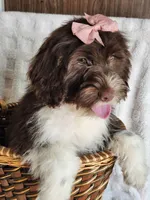 Belle , a female Portuguese Water Dog for sale in Narvon, PA – Photo 1 of 2