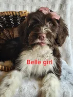 Belle , a female Portuguese Water Dog for sale in Narvon, PA – Photo 2 of 2