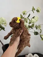 Yellow tiny female , a female Poodle - Toy  for sale in Spartanburg, SC – 3 of 4