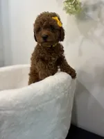 Tiny yellow girl, a female Poodle - Toy  for sale in Spartanburg, SC – 2 of 2