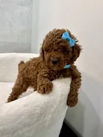 Blue female, a female Poodle - Toy  for sale in Spartanburg, SC – 4 of 7