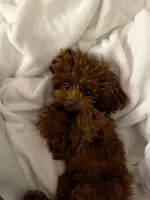 Lola, a female Poodle - Toy  for sale in Spartanburg, SC – 2 of 4
