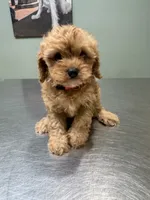 Bella-tiny Cavapoo, a female Cavalier King Charles Spaniel and Poodle - Toy  for sale in Spartanburg, SC – 4 of 6