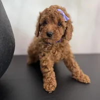 Purple AKC, a female Poodle - Toy  and Poodle - Miniature  for sale in Spartanburg, SC – Photo 3 of 5