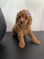 Purple AKC, a female Poodle - Toy  and Poodle - Miniature  for sale in Spartanburg, SC – Photo 1 of 5
