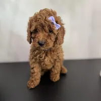 Purple AKC, a female Poodle - Toy  and Poodle - Miniature  for sale in Spartanburg, SC – Photo 2 of 5