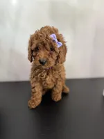Purple AKC, a female Poodle - Toy  and Poodle - Miniature  for sale in Spartanburg, SC – Photo 2 of 5