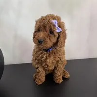 Purple AKC, a female Poodle - Toy  and Poodle - Miniature  for sale in Spartanburg, SC – Photo 5 of 5