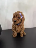 Purple AKC, a female Poodle - Toy  and Poodle - Miniature  for sale in Spartanburg, SC – Photo 5 of 5