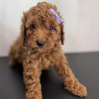 Purple AKC, a female Poodle - Toy  and Poodle - Miniature  for sale in Spartanburg, SC – Photo 4 of 5