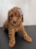 Purple AKC, a female Poodle - Toy  and Poodle - Miniature  for sale in Spartanburg, SC – Photo 3 of 5