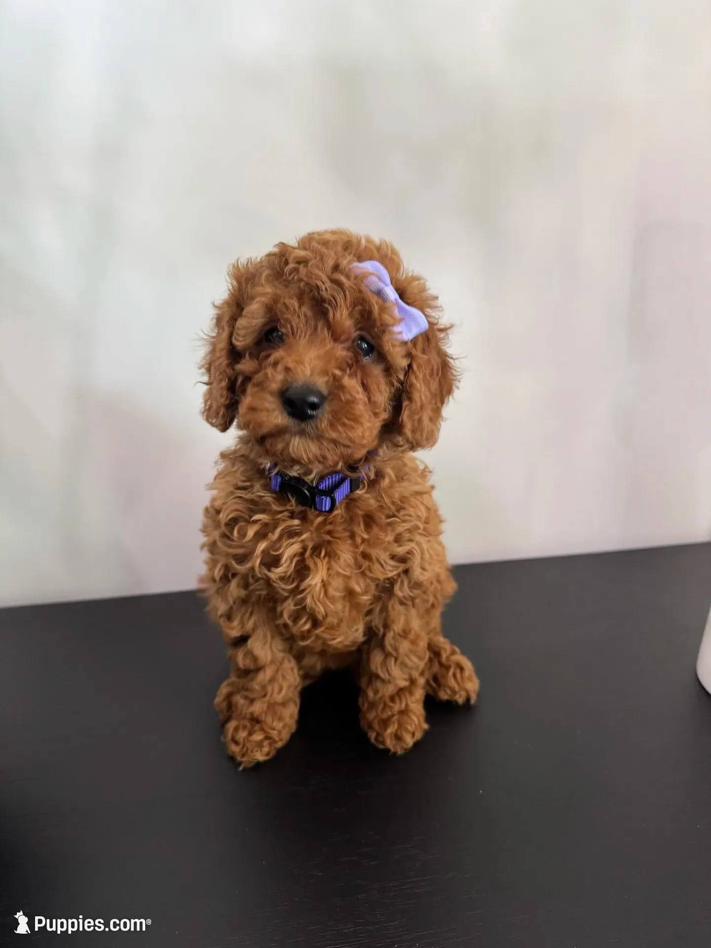 Purple AKC – Poodle - Toy , Poodle - Miniature  puppy for sale in Spartanburg, SC