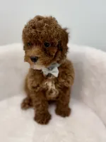 Grey male, a male Poodle - Toy  for sale in Spartanburg, SC – 2 of 7