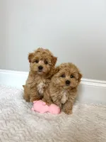 Bella , a female Maltipoo for sale in Spartanburg, SC – 3 of 3