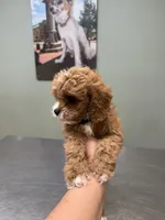 Teddy- tiny cavapoo, a male Cavapoo for sale in Spartanburg, SC – 3 of 6