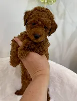 Blue dark male, a male Poodle - Toy  for sale in Spartanburg, SC – 1 of 3