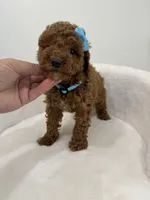 Blue female, a female Poodle - Toy  for sale in Spartanburg, SC – 5 of 7