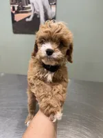 Teddy- tiny cavapoo, a male Cavapoo for sale in Spartanburg, SC – 4 of 6