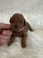 Pink female , a female Poodle - Toy  for sale in Spartanburg, SC – Photo 4 of 6