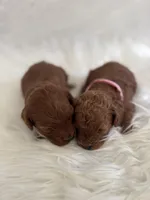 Pink female , a female Poodle - Toy  for sale in Spartanburg, SC – Photo 6 of 6