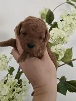 Pink female , a female Poodle - Toy  for sale in Spartanburg, SC – Photo 3 of 6