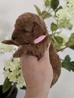 Pink female , a female Poodle - Toy  for sale in Spartanburg, SC – Photo 2 of 6