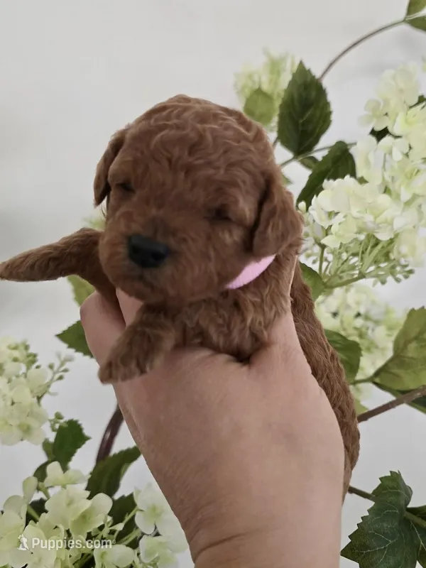 Pink female  – Poodle - Toy  puppy for sale in Spartanburg, SC