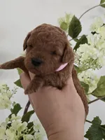 Pink female , a female Poodle - Toy  for sale in Spartanburg, SC – Photo 1 of 6