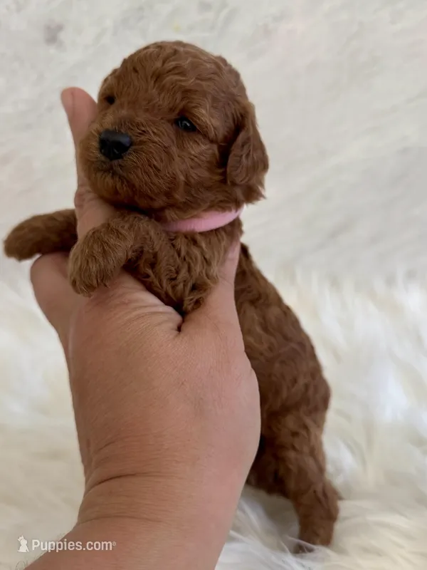 Pink female  – Poodle - Toy  puppy for sale in Spartanburg, SC