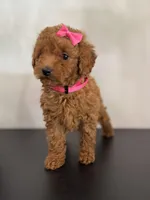 Pink AKC, a female Poodle - Toy  and Poodle - Miniature  for sale in Spartanburg, SC – Photo 4 of 7