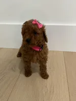 Pink AKC, a female Poodle - Toy  and Poodle - Miniature  for sale in Spartanburg, SC – Photo 6 of 7