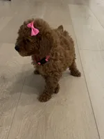 Pink AKC, a female Poodle - Toy  and Poodle - Miniature  for sale in Spartanburg, SC – Photo 2 of 7