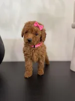 Pink AKC, a female Poodle - Toy  and Poodle - Miniature  for sale in Spartanburg, SC – Photo 5 of 7