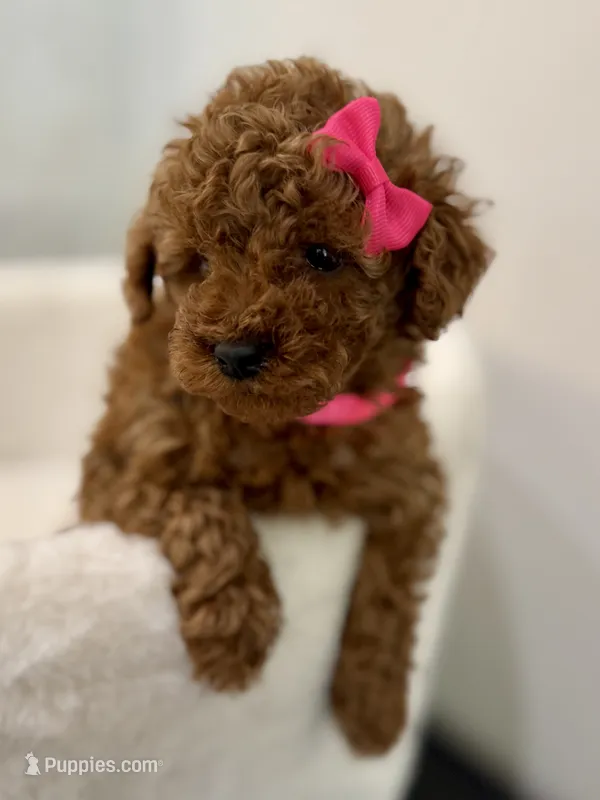 Pink tiny – Poodle - Toy  puppy for sale in Spartanburg, SC