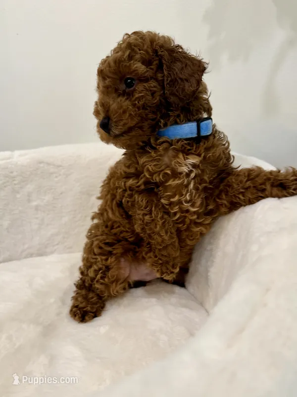 Lola’s Blue male  – Poodle - Toy  puppy for sale in Spartanburg, SC