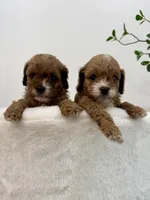 Teddy Cavapoo, a male Cavapoo and Poodle - Toy  for sale in Spartanburg, SC – 4 of 5